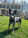 adoptable Dog in , NY named Eli