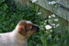 adoptable Dog in garden city, NY named Jay