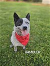 adoptable Dog in garden city, NY named Rambler