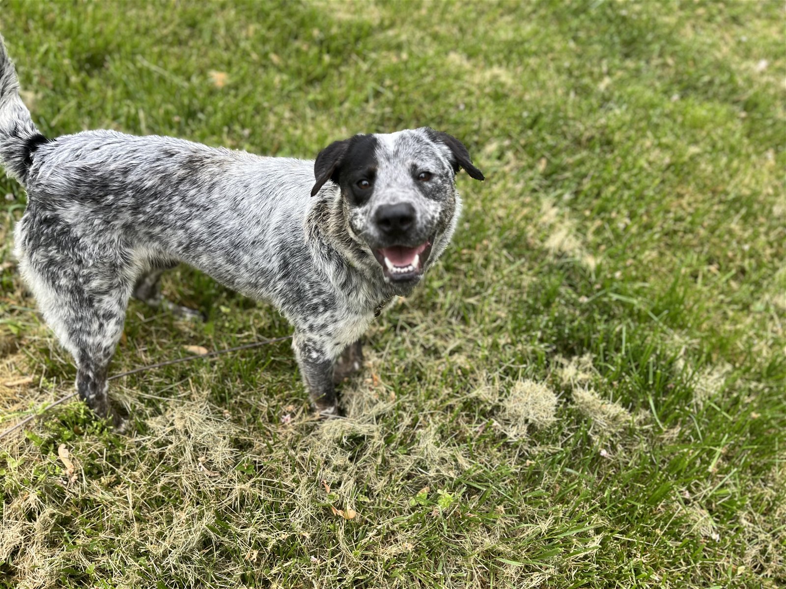 Dog for Adoption - Buster, a Australian Cattle Dog/Blue Heeler in ...