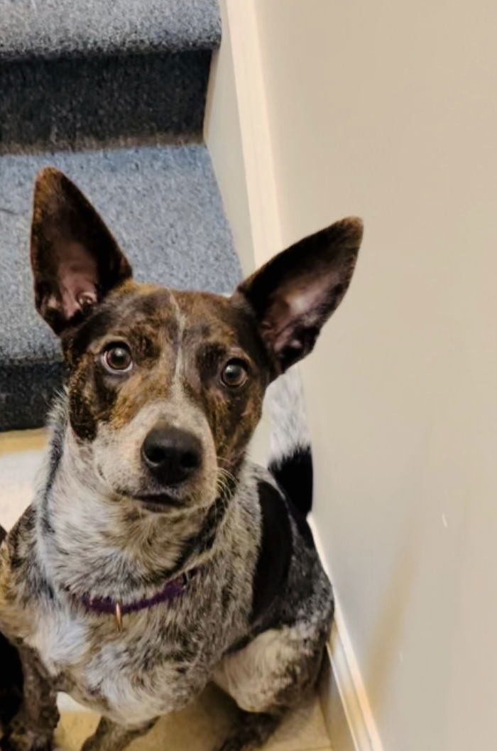 Dog for Adoption - Mistletoe, a Australian Cattle Dog/Blue Heeler in ...