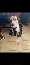 adoptable Dog in  named Bubba