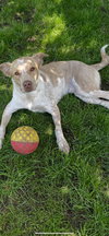 Bubba - Photo 1