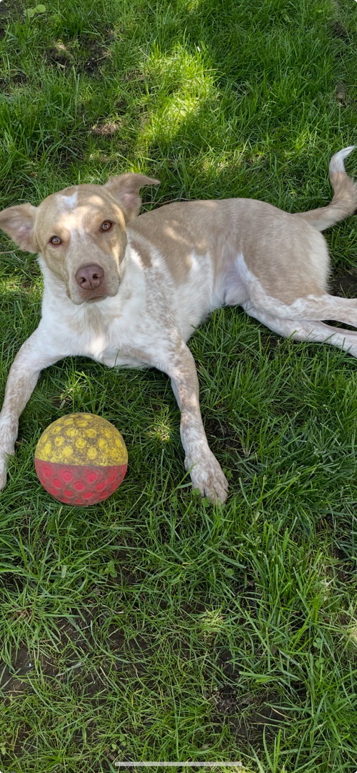 picture of the dog needing adoption