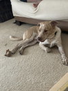 Bubba - Photo 2