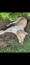 Bubba - Photo 3
