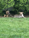 Bubba - Photo 4