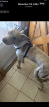 Bubba - Photo 5