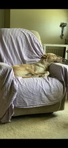 Bubba - Photo 6