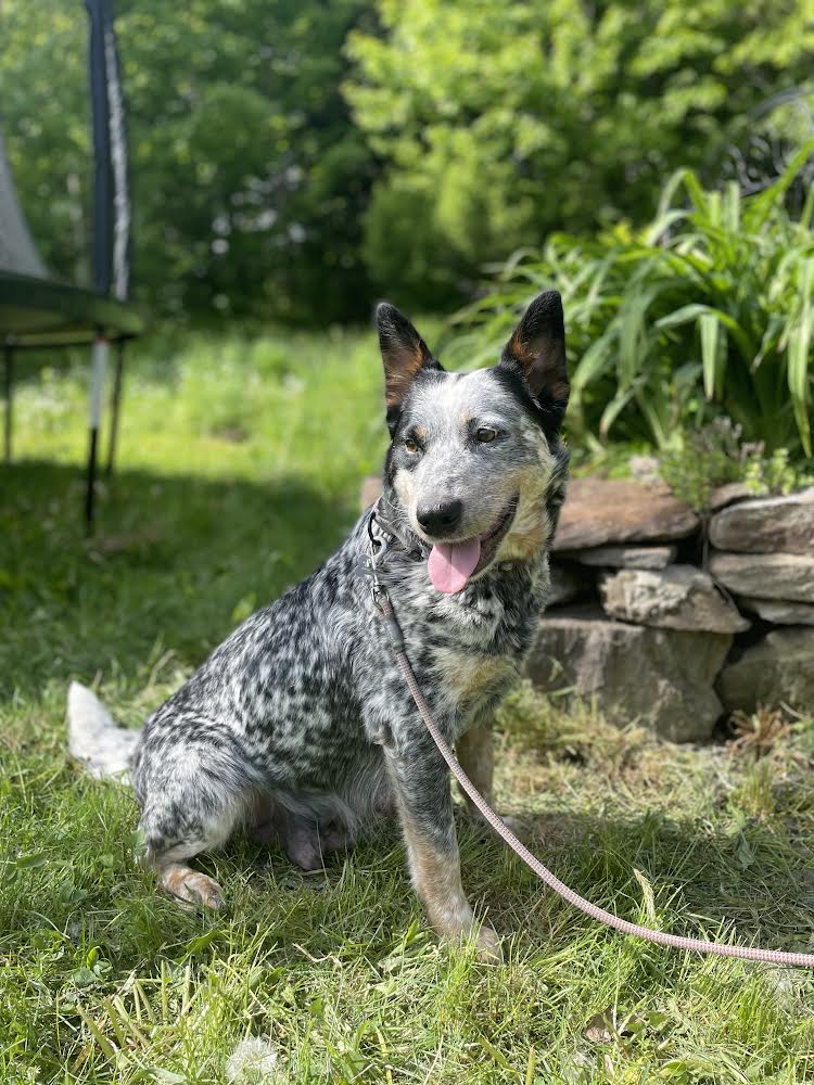 Dog for Adoption - Libby, a Australian Cattle Dog/Blue Heeler in New ...