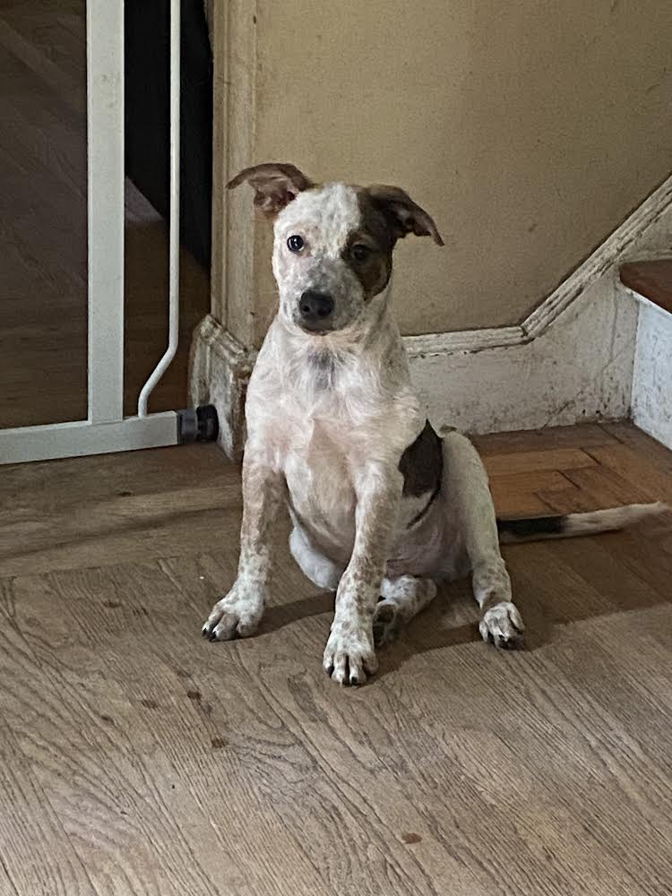 Dog For Adoption - Fidget, A Australian Cattle Dog Blue Heeler In 