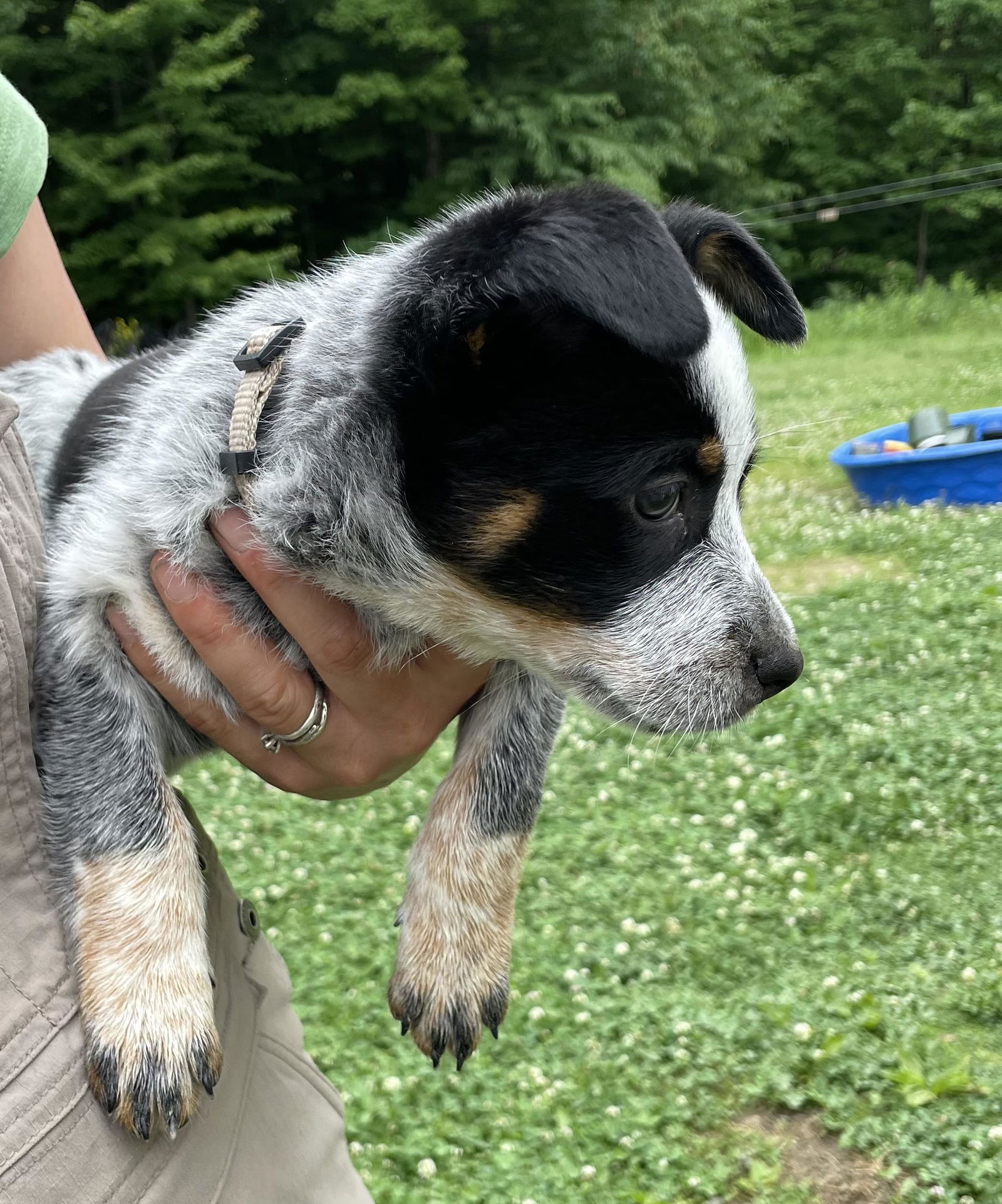 Dog for Adoption - Libby's Puppy: Beige, a Australian Cattle Dog/Blue ...