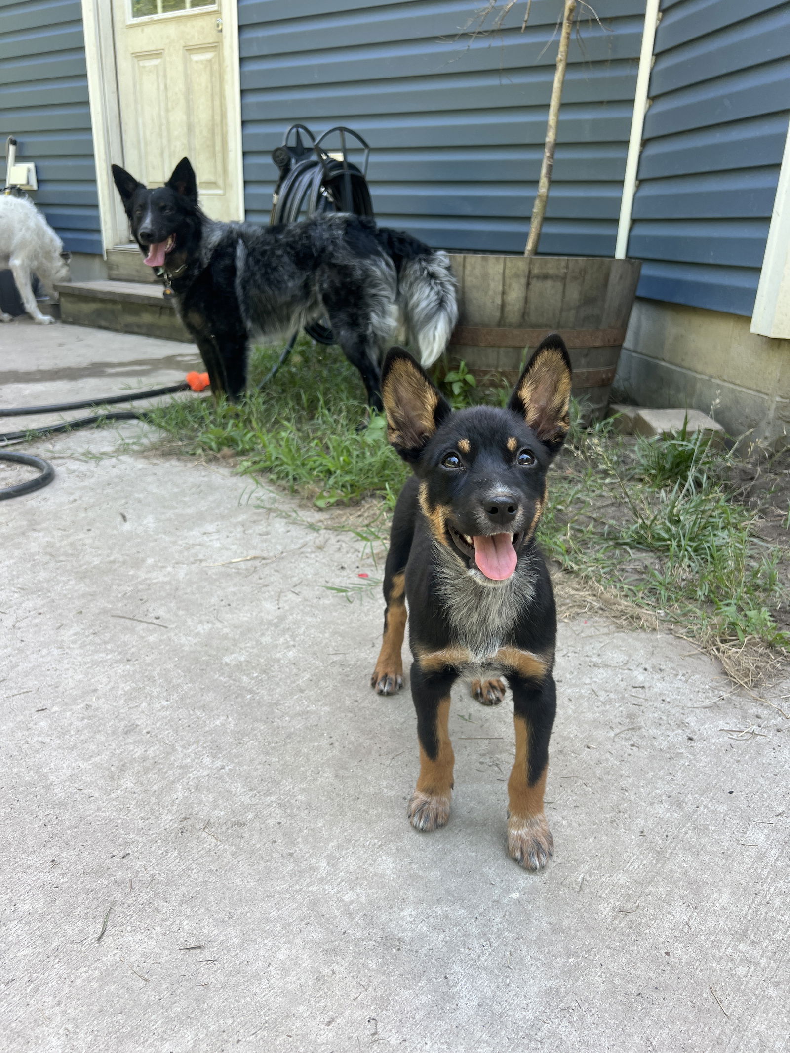 Dog for Adoption - Jackie Daniels, a Australian Cattle Dog/Blue Heeler ...