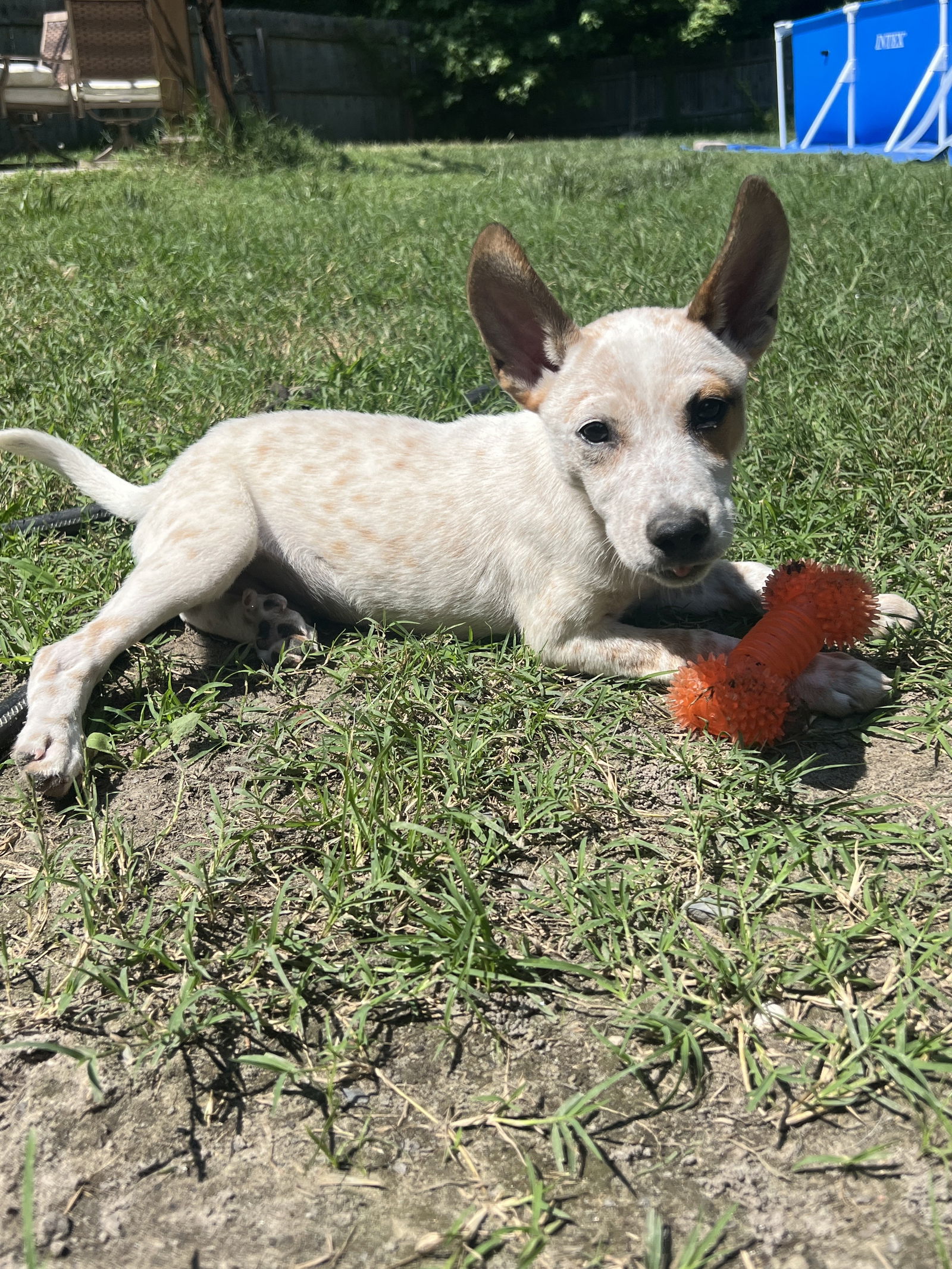 Dog For Adoption - Basil Haydens, A Australian Cattle Dog Blue Heeler 