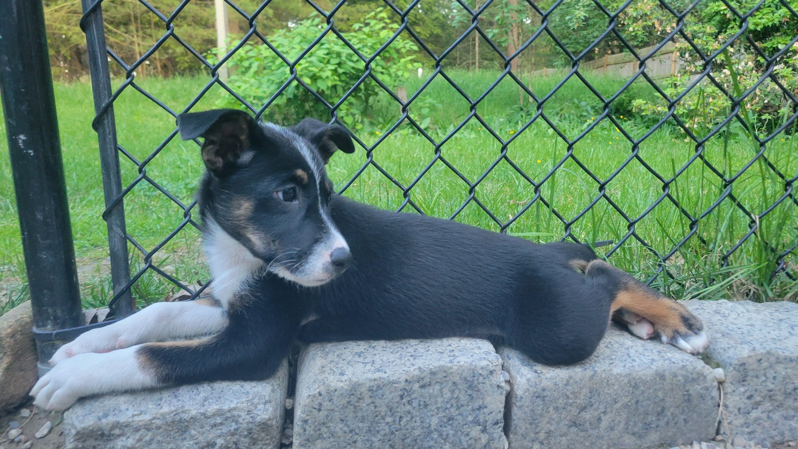 Dog for Adoption Jayne, a Australian Cattle Dog/Blue Heeler in Point
