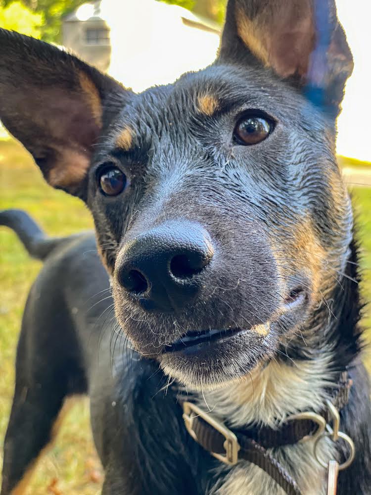 adoptable Dog in Garden City, NY named Serenity