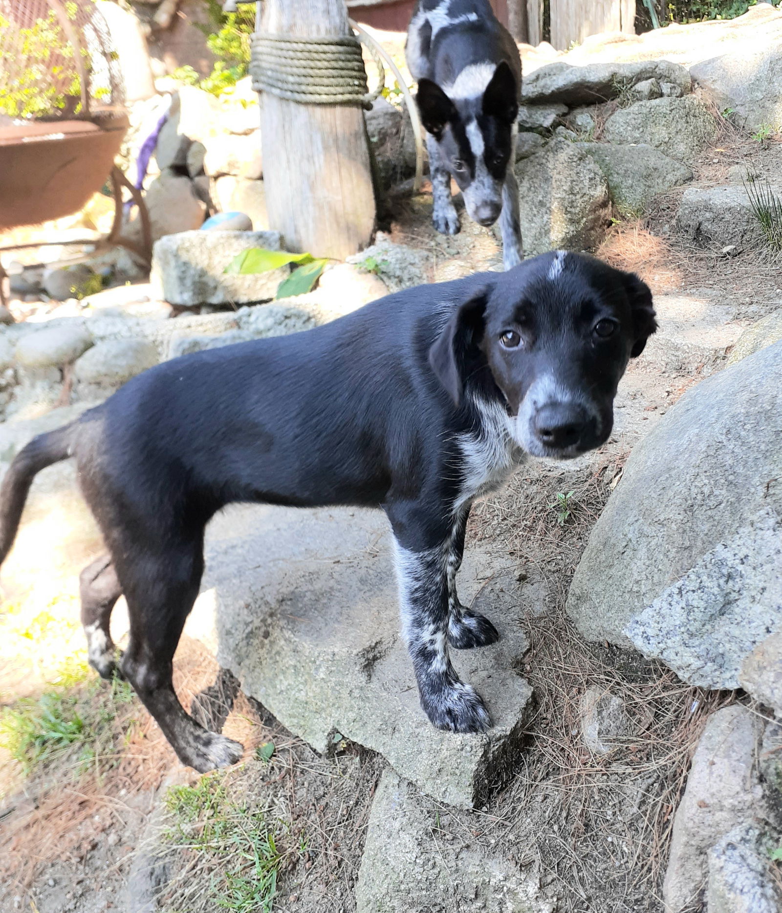 adoptable Dog in Garden City, NY named Remi