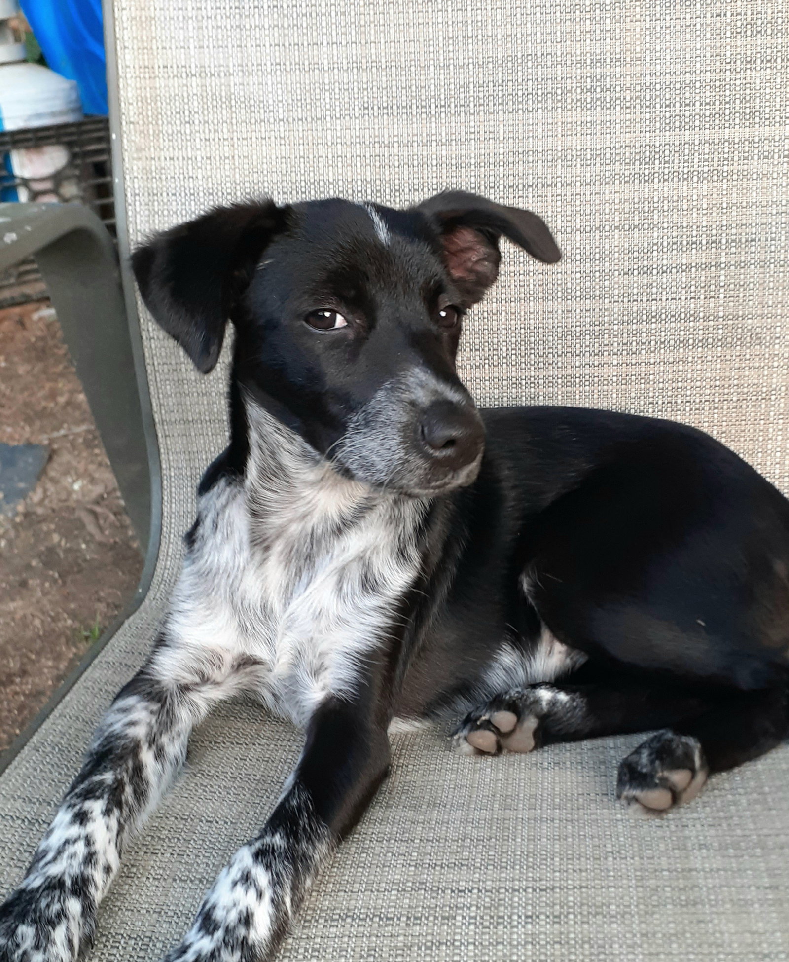 Dog for Adoption Remi, a Australian Cattle Dog/Blue Heeler in Perth