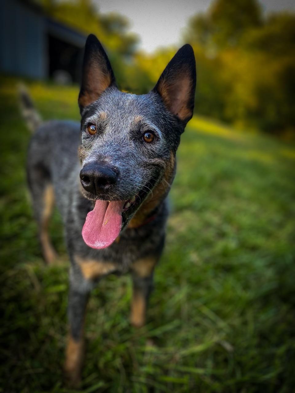 adoptable Dog in Garden City, NY named Trooper