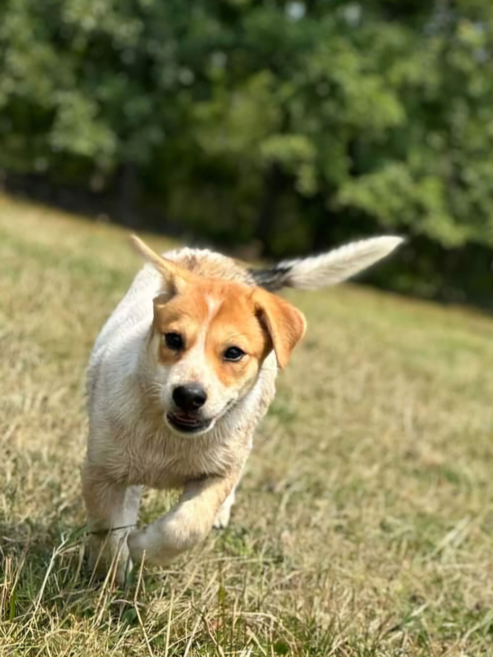 adoptable Dog in Garden City, NY named Goldilock's Puppies