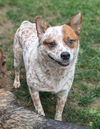 adoptable Dog in  named Cowboy