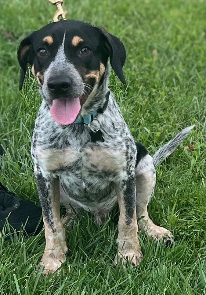 adoptable Dog in Garden City, NY named Max