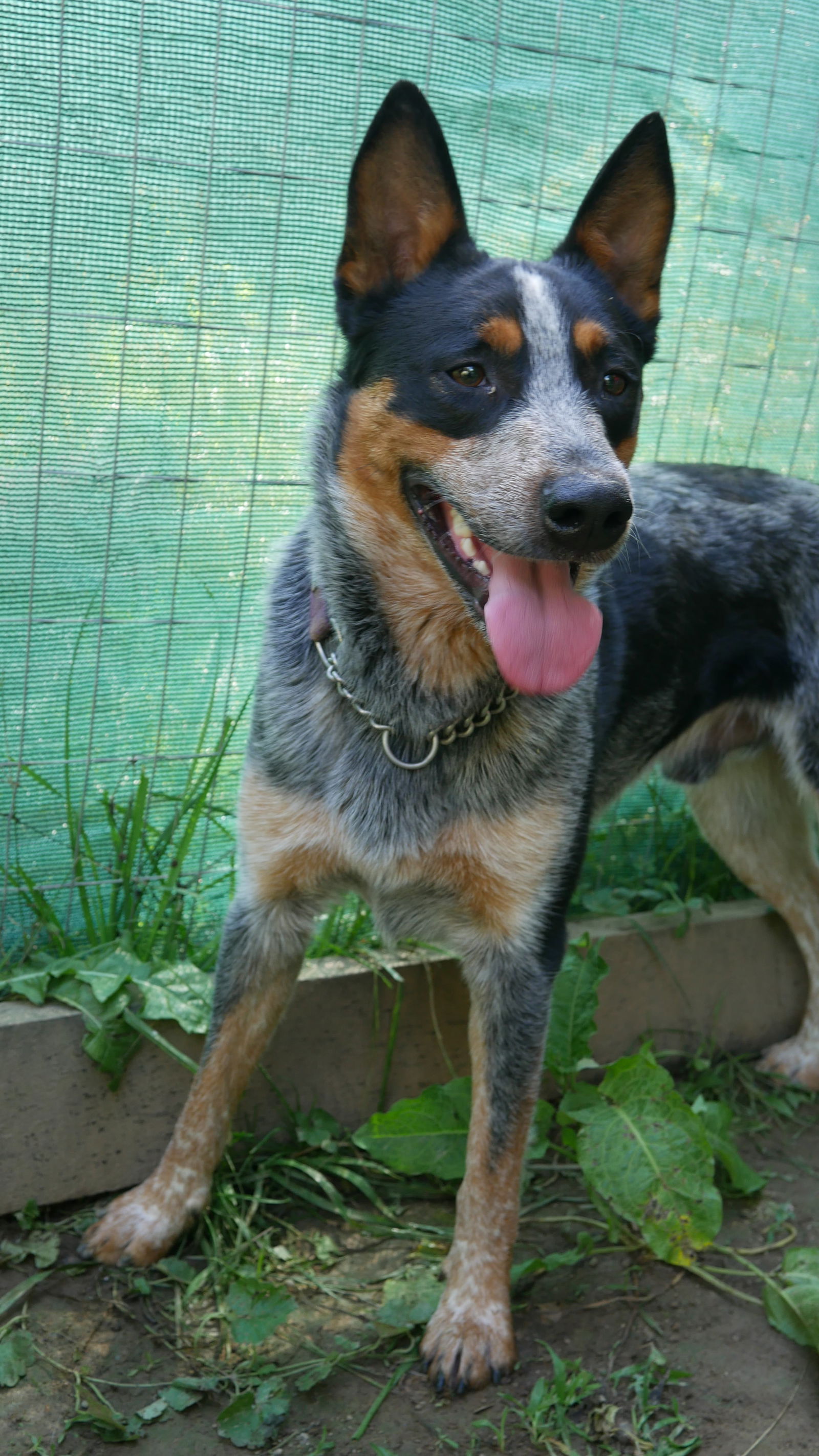 adoptable Dog in Garden City, NY named Hendricks