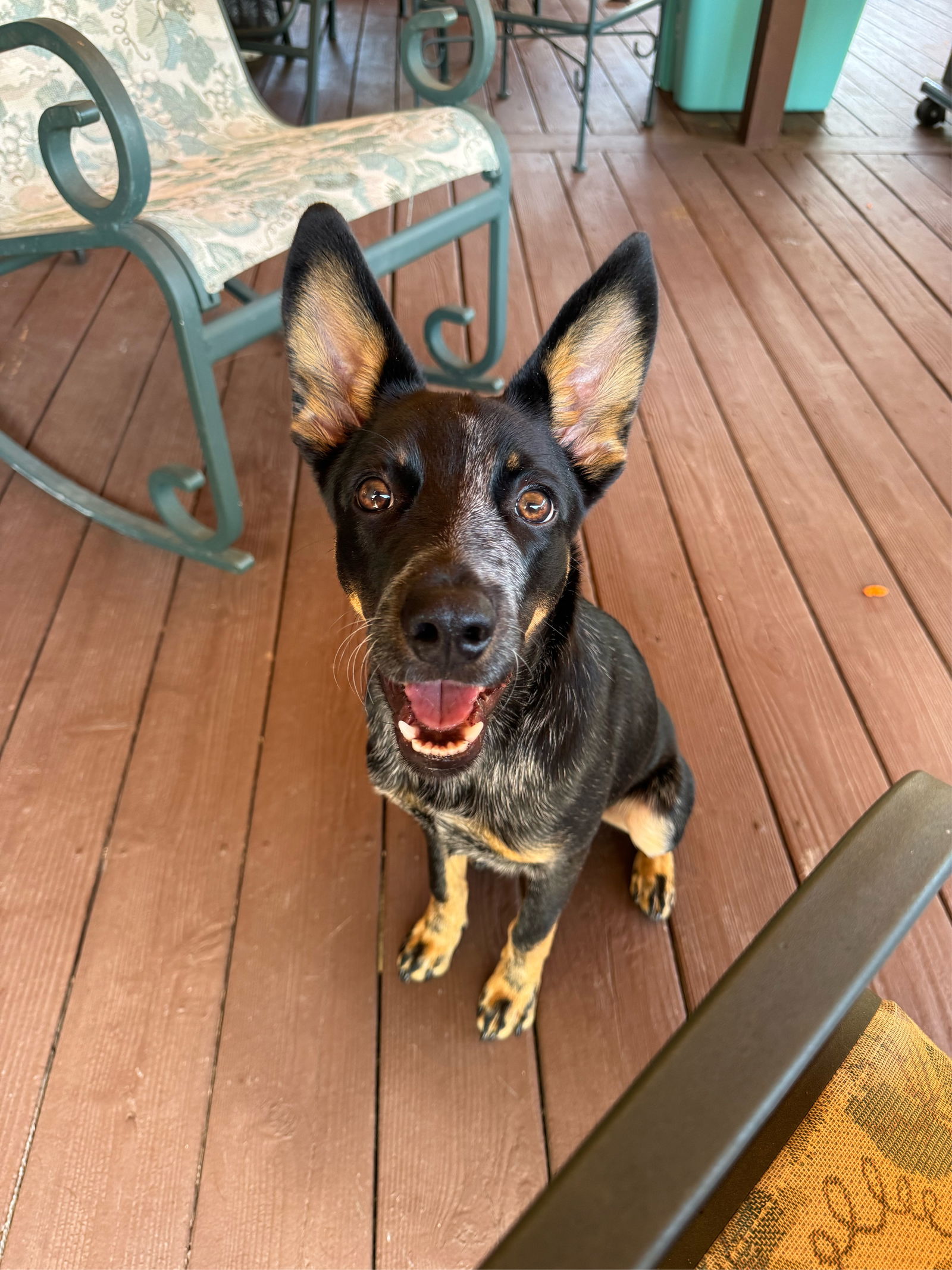 adoptable Dog in Garden City, NY named Groot