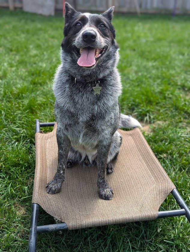 adoptable Dog in Garden City, NY named Blue