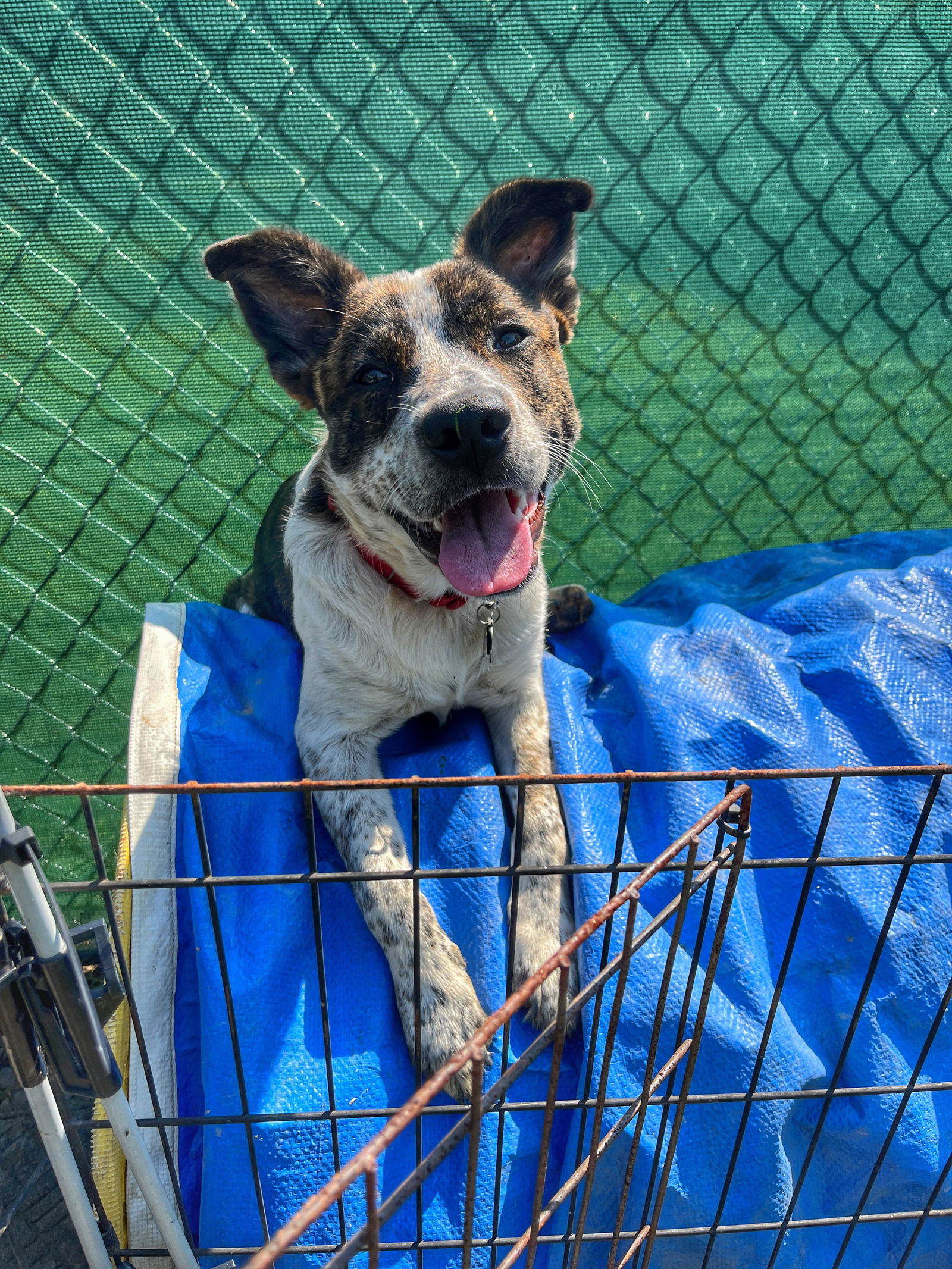 adoptable Dog in Garden City, NY named Asher