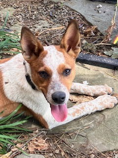 adoptable Dog in Garden City, NY named Trixie