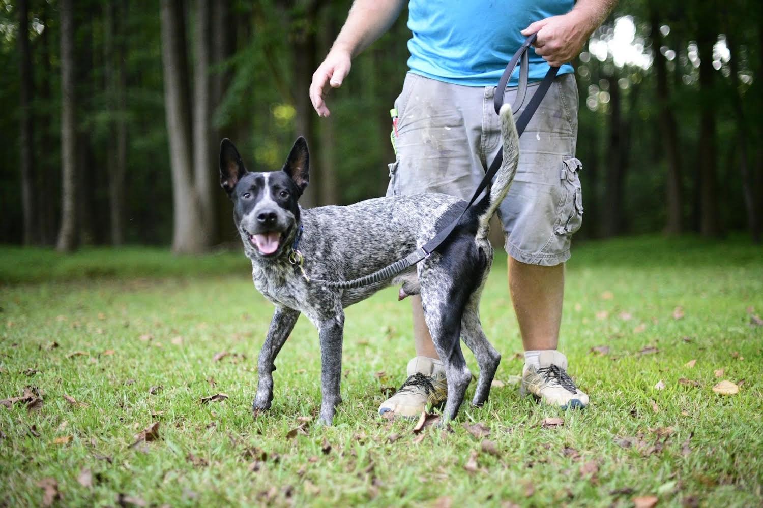 adoptable Dog in Garden City, NY named Vibe