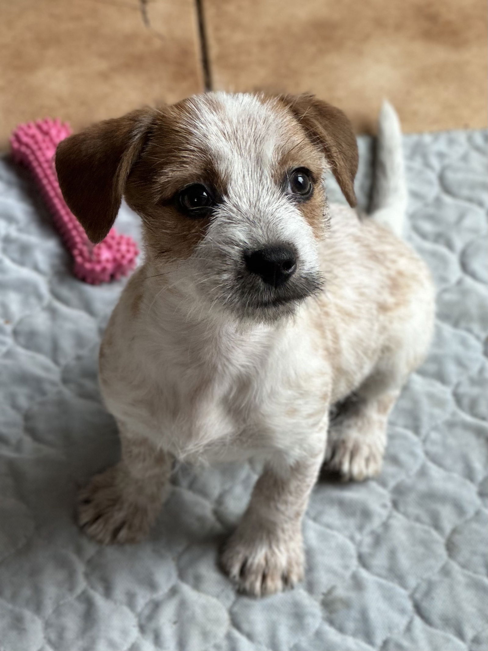 adoptable Dog in Garden City, NY named Anderson