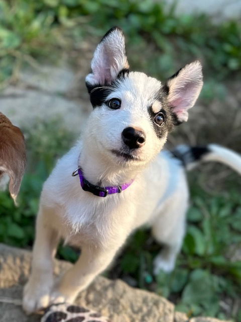 adoptable Dog in Garden City, NY named Daniel