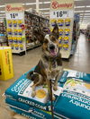adoptable Dog in garden city, NY named Moe