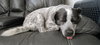 Maggie - Photo 4