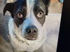 adoptable Dog in garden city, NY named Maggie