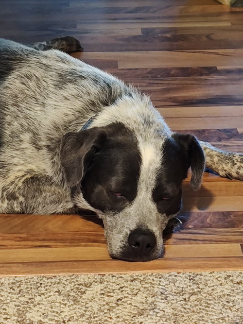MAGGIE - Australian Cattle Dog/Blue Heeler available for adoption