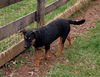 adoptable Dog in  named Letti