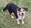 adoptable Dog in  named Lola