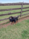 Lola - Photo 4