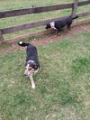 Lola - Photo 5