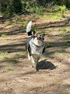 adoptable Dog in  named Lola