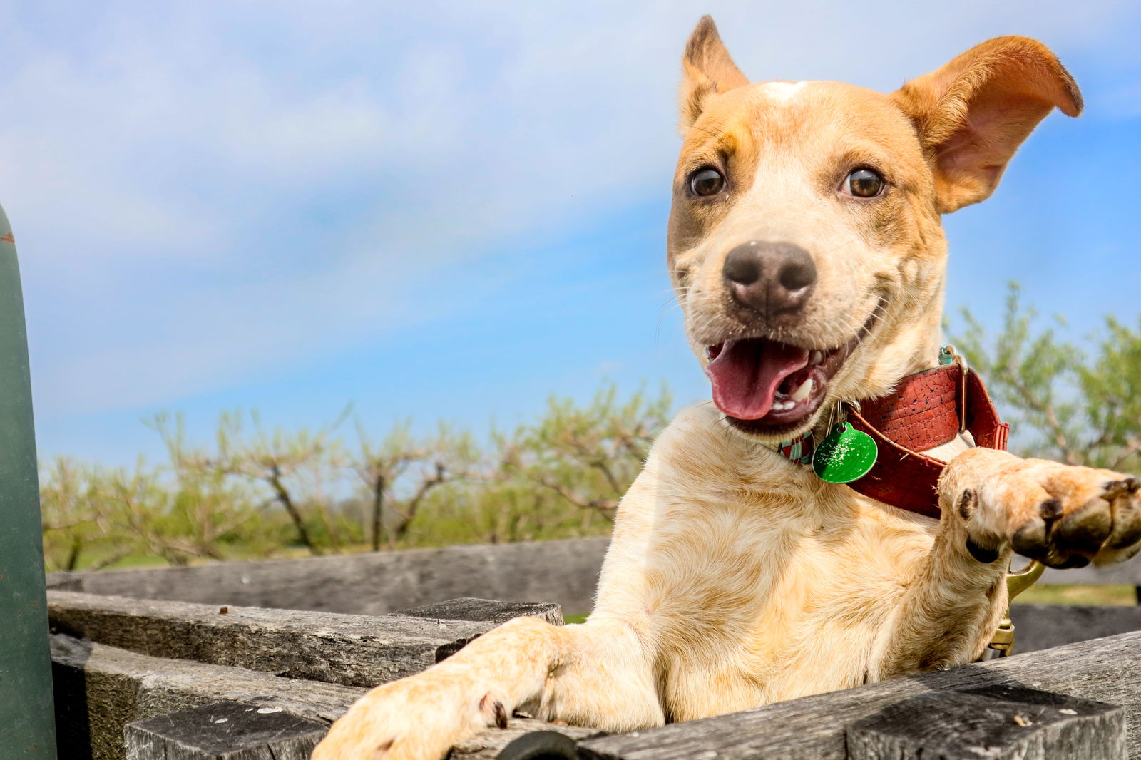 adoptable Dog in Garden City, NY named Gary