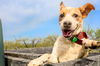 adoptable Dog in  named Gary