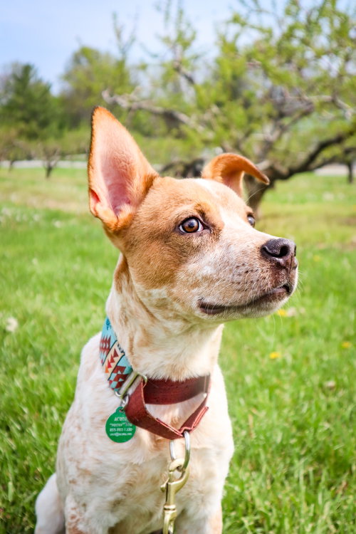 GARY - Australian Cattle Dog/Blue Heeler available for adoption