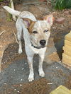 adoptable Dog in Garden City, NY named Kevin