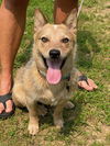 adoptable Dog in  named Ryder