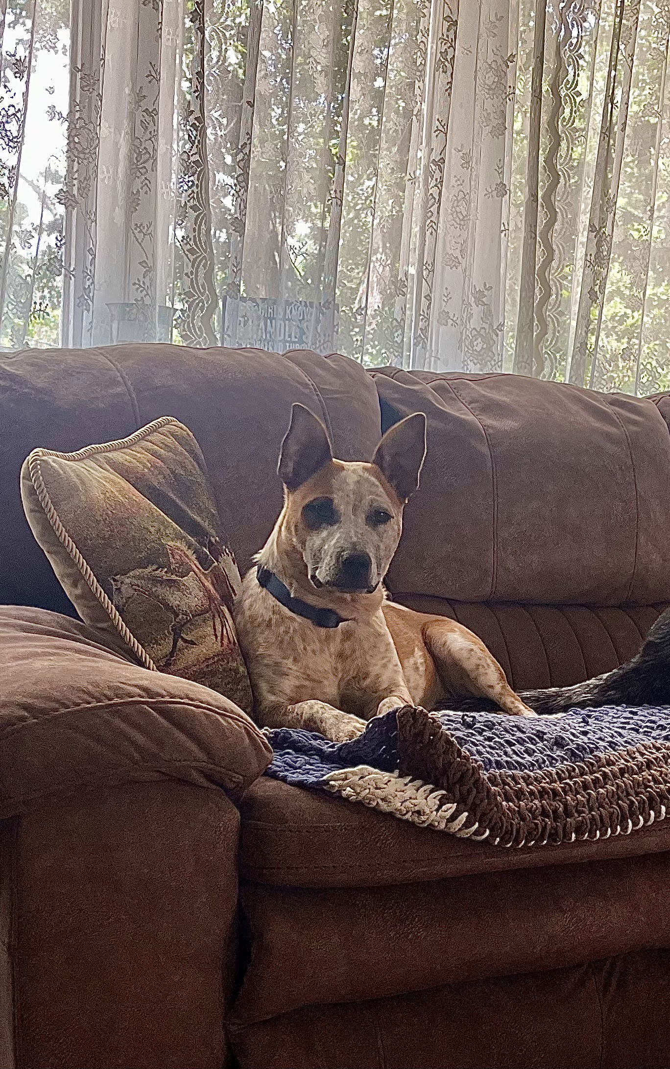 adoptable Dog in Garden City, NY named Biscuit