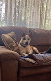 adoptable Dog in Garden City, NY named Biscuit
